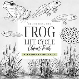 Black and White Frog Life Cycle Clipart, Amphibian Growth Stages PNG, Tadpole Illustrations, Science Classroom, Homeschool Learning Graphics