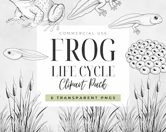 Black and White Frog Life Cycle Clipart, Amphibian Growth Stages PNG, Tadpole Illustrations, Science Classroom, Homeschool Learning Graphics