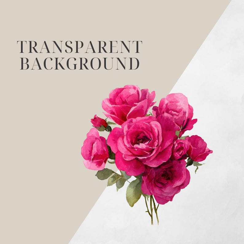 May include: Watercolor illustration of a bouquet of vibrant pink roses with green leaves. The image has the text "TRANSPARENT BACKGROUND" in black. The background is a combination of beige and white.