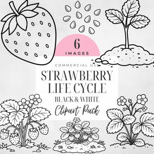 May include: Black and white clipart pack illustrating the strawberry life cycle. The images include a strawberry, seeds, a seedling, and strawberry plants at different growth stages. The text reads "Strawberry Life Cycle Black & White Clipart Pack".