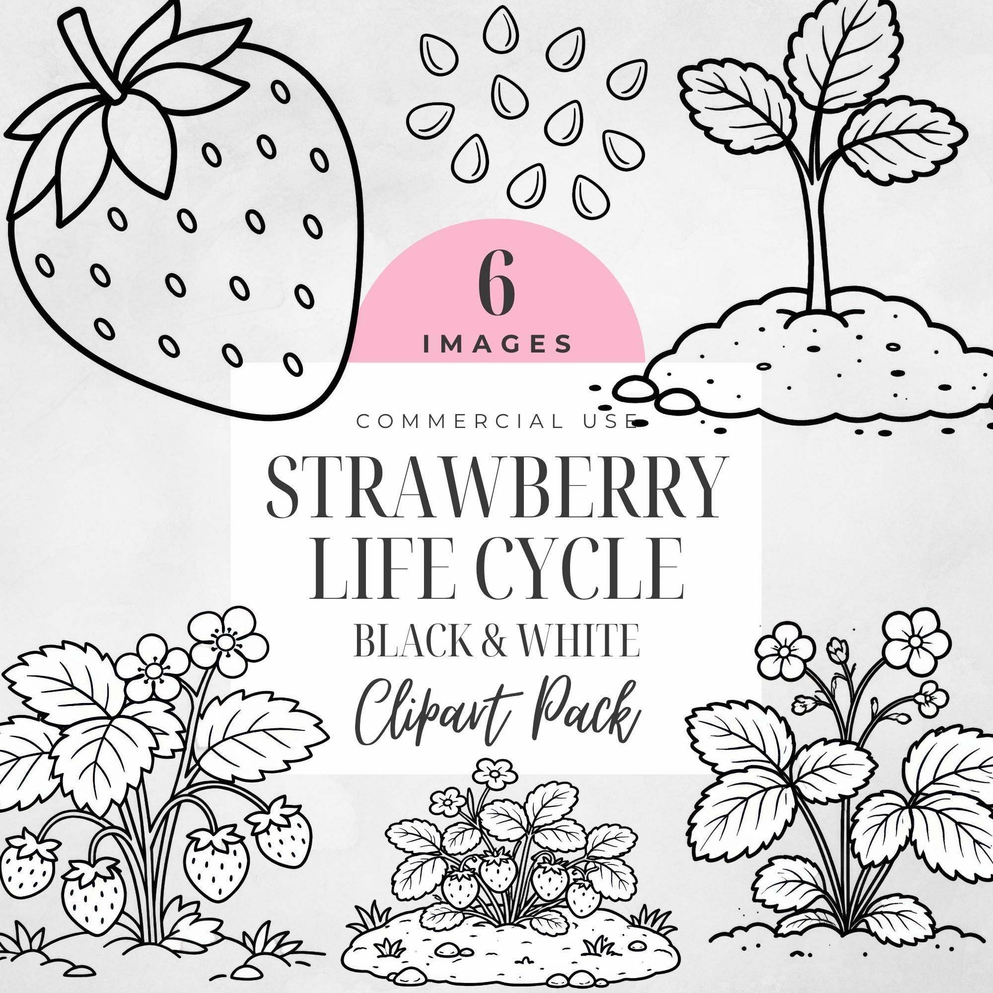 Strawberry Life Cycle Clipart, Black White, Fruit Plant Growth