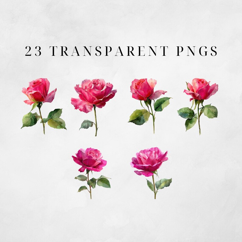 May include: Watercolor illustration of six pink roses with green leaves and stems. The roses are in various stages of bloom, with the text "23 TRANSPARENT PNGS" at the top. The image has a soft, watercolor style.