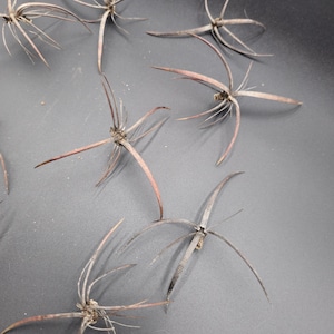 May include: Close-up of several dried, spiky seed pods scattered on a dark gray surface. The pods have a star-like shape with thin, brown, and reddish-brown tendrils radiating outwards. The pods appear to be natural and organic.