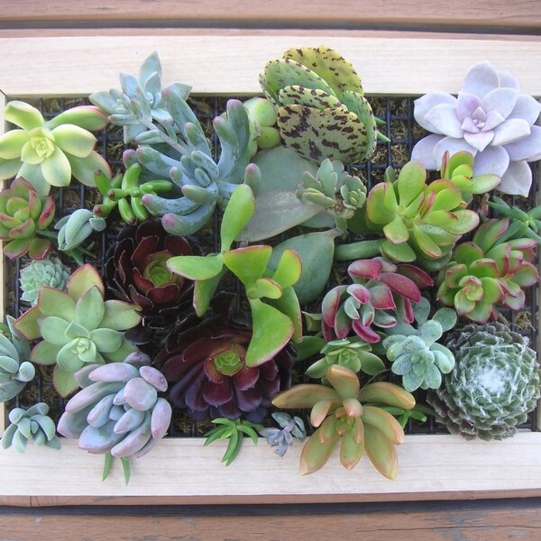 Large Succulent Wall Art Module Kit, Design Your Own Living Wall, 15 x 12 Inches, Everything Is Included