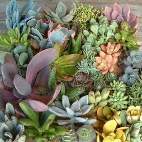 A Collection of 24 Succulents Cuttings, Great For Starting a Garden, Centerpieces and Bouquets