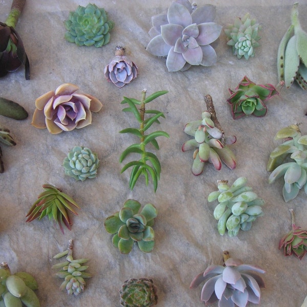 A Collection of 50 Succulents Cuttings W/ Rooting Powder, Great For Starting a Garden,  Living Walls, Centerpieces and Bouquets