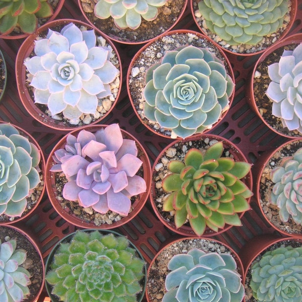 A COLLECTION OF 9 LARGE SUCCULENT PLANTS, GREAT FOR WEDDING FAVORS, BOUQUETS AND CENTERPIECES, 4 INCH POTS