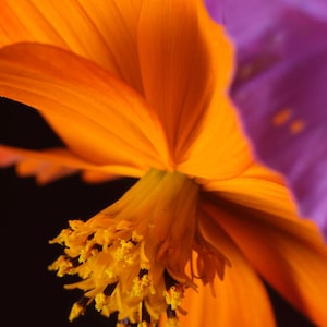 Orange crush
