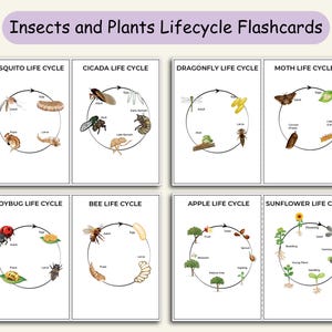 Lot de cartes-éclair sur le cycle de vie des insectes et des plantes, études sur les sciences de la nature, feuilles de travail pour l'école à la maison, préscolaire, Montessori.