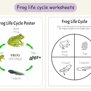 Frog lifecycle, Science Worksheets For Kids, Homeschool Biology Activity PDF