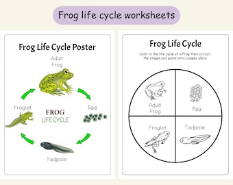 Lebenszyklus des Frosches, Wissenschaftliche Arbeitsblätter für Kinder, Biologie-Aktivität für die Grundschule PDF
