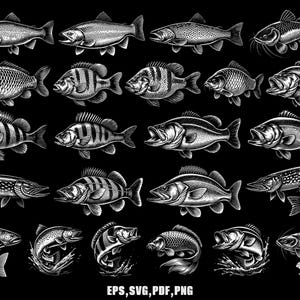 Könnte beinhalten: Schwarz-Weiß-Illustration verschiedener Fischarten. Das Bild zeigt detaillierte Zeichnungen verschiedener Fische, darunter Forelle, Barsch und Karpfen, mit komplizierten Schattierungen und Texturen. Der Stil erinnert an Vintage-Wissenschaftsillustrationen.