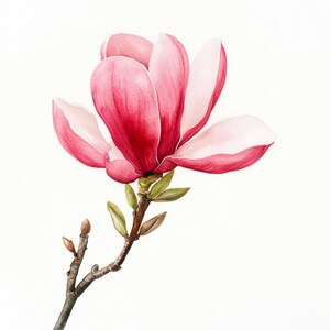 May include: A single pink magnolia flower with white edges blooms on a branch with green leaves. The flower is painted in watercolor on a white background.