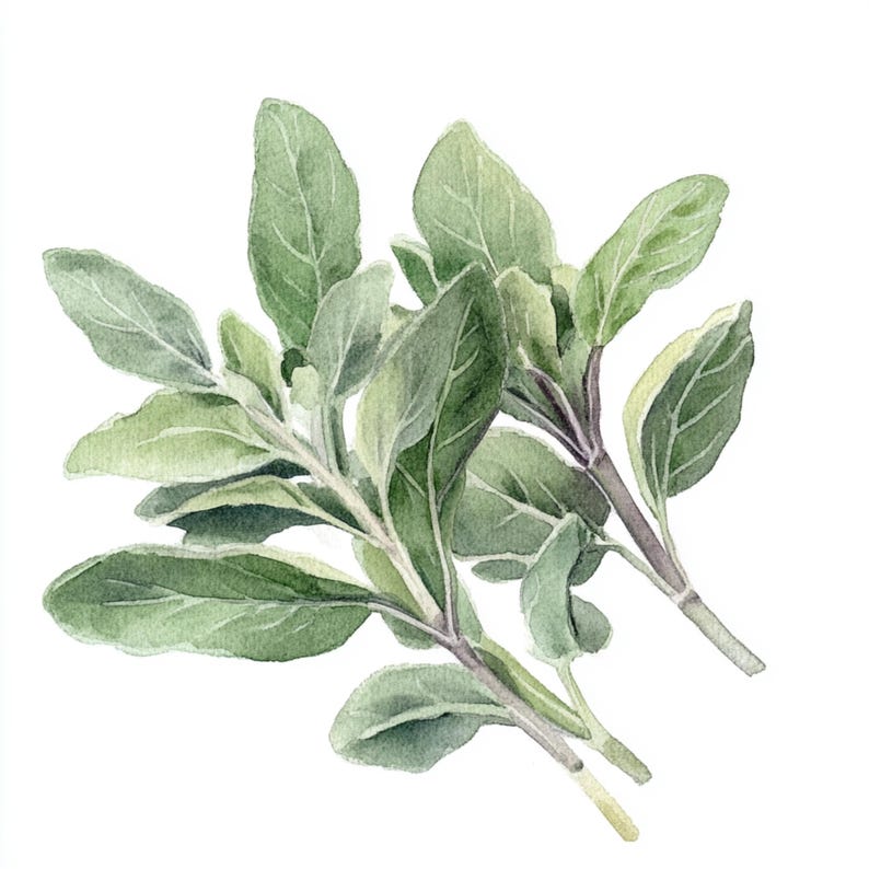 10 Printable Sage Herb, Watercolor Images, Sage Clip Art, Printable