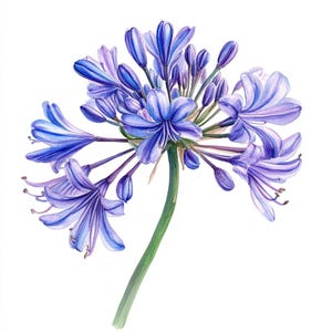 10 Printable Agapanthus, Purple Flowers, Housewarming Gift, Watercolor clipart, Agapanthus print, African lily, lily of the Nile floral