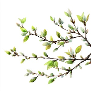 May include: Watercolor illustration of tree branches with fresh green leaves and buds. The branches are a dark brown color, and the leaves vary in shades of green. The artwork is set against a clean white background, creating a fresh, natural aesthetic.