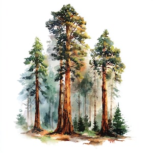 Puede incluir: Pintura a la acuarela de una escena de bosque con árboles altos de troncos marrón rojizo y follaje verde. La obra representa un paisaje brumoso con varios árboles de hoja perenne, evocando una sensación de tranquilidad y belleza natural.