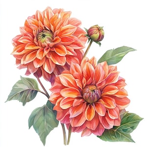 Flor Dália para impressão, decoração de Ação de Graças, aquarela Clip Art, Flores de Outono, cartão de felicitações de Flores de Outono, Uso Comercial, Dália Laranja