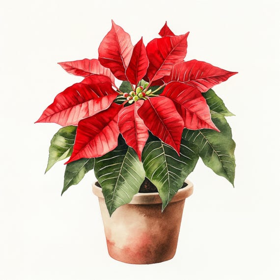 クリスマスのポインセチアの鉢植え、水彩画、クリスマスの星のクリップ