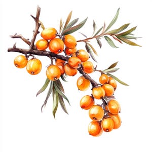 Printable Seabuckthorn decor, watercolor Seabuckthorn, Seabuckthorn art, Printable JPG, Instant Download, Commercial Use, Paper design
