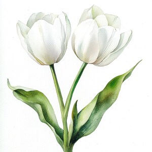 Puede incluir: Dos tulipanes blancos con tallos y hojas verdes. Los tulipanes est&aacute;n en plena floraci&oacute;n y tienen una apariencia delicada y elegante.
