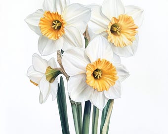 10 Printable White Daffodils decor, Daffodils watercolor Images, Spring botanical Clip Art, Commercial Use, White flowers design