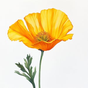 Afdrukbaar California Poppy-decor, aquarelafbeeldingen, oranje klaprozen botanische kunst, 10 illustraties, afdrukbare JPG's, Commercieel gebruik, Papierontwerp