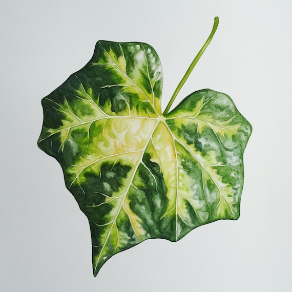10 Bilder, Efeu, Botanische Kunst, Grne Bltter, Papierdesign,  Efeubltter, Wasserfarben, Naturpapier zum Ausdrucken - Etsy.de