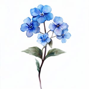 K&ouml;nnte beinhalten: Ein Aquarellbild eines zarten blauen Bl&uuml;tenb&uuml;schels mit f&uuml;nf Bl&uuml;ten an einem d&uuml;nnen Stiel. Die Bl&uuml;ten haben jeweils f&uuml;nf Bl&uuml;tenbl&auml;tter und sind in einem lockeren, nat&uuml;rlichen B&uuml;schel angeordnet. Der Hintergrund ist wei&szlig;.