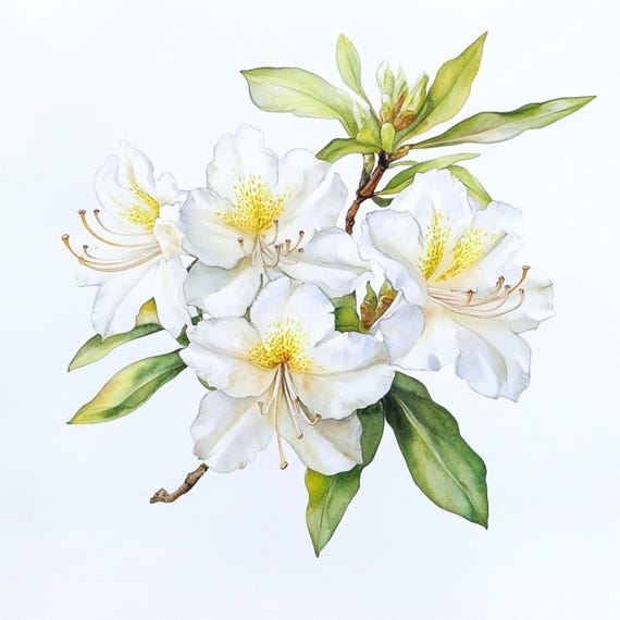 10枚の印刷可能なツツジの水彩画、白いシャクナゲ、水彩画の花、白い