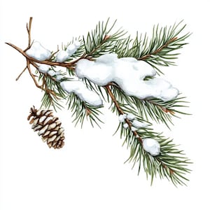 May include: A snowy pine branch with a brown pine cone hanging from it. The branch is covered in white snow and the pine needles are green.