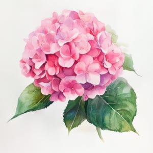 May include: A watercolor painting of a pink hydrangea flower with green leaves.
