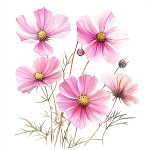 Peut inclure: Une peinture à l'aquarelle de fleurs de cosmos roses avec des centres jaunes. Les fleurs sont disposées en bouquet avec des tiges et des feuilles vertes.