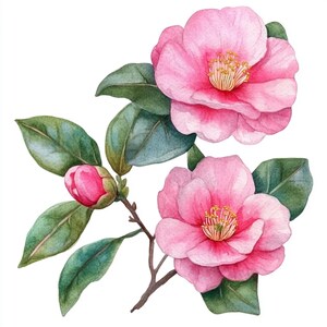 May include: A watercolor painting of a pink camellia flower branch with two open flowers and one bud. The flowers have yellow centers and the leaves are green.