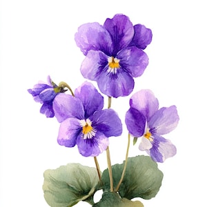 Peut inclure: Aquarelle de pensées violettes avec des centres jaunes et des feuilles vertes. Les fleurs ont plusieurs couches de pétales et sont disposées en grappe. Le fond est blanc.
