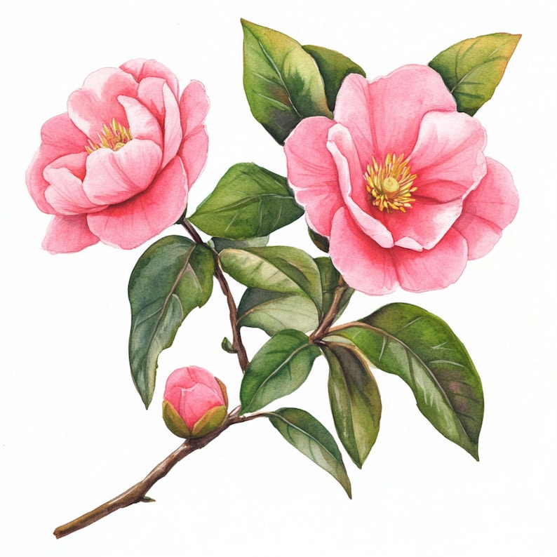 May include: A watercolor painting of a pink camellia flower with green leaves. The flower is in full bloom and has a delicate, feminine appearance.