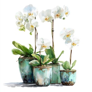 May include: Watercolour painting of white orchids in turquoise pots. The orchids have delicate white petals with yellow centres. The pots are a distressed turquoise colour, adding a rustic touch. The painting is on a white background.