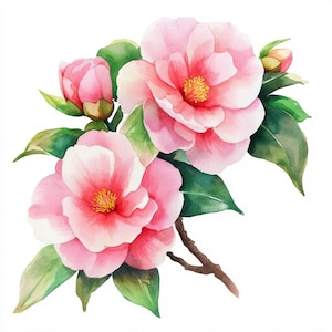 May include: A watercolor painting of pink camellia flowers with green leaves. The flowers are in bloom and have a delicate, feminine appearance.