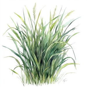 May include: Watercolor painting of a lush green grass cluster with long, slender blades and delicate seed heads. The artwork features varying shades of green, creating depth and texture against a clean white background. The style is soft and naturalistic.