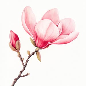 May include: A watercolor painting of a pink magnolia flower in bloom with a bud on a branch.