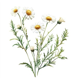 May include: A watercolor painting of a bouquet of white daisies with yellow centers. The daisies are arranged in a loose, natural style, with some of the flowers facing forward and others facing sideways. The stems are green and have small leaves.