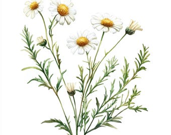 10 druckbare weiße Blumen, Aquarell Kamille, Wegekraut botanische Kunst, weiße Blumen Kunst, Geschenk Liebeskarte Dekor, Hochzeitsblume