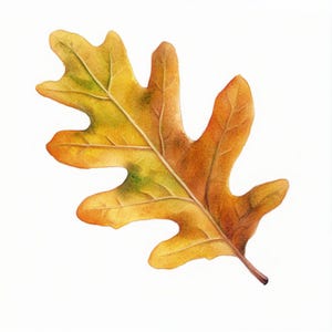 May include: A detailed watercolor painting of a single oak leaf. The leaf displays a range of autumn colors, including shades of yellow, orange, and brown, with green accents. The leaf's veins are visible, and the background is white.
