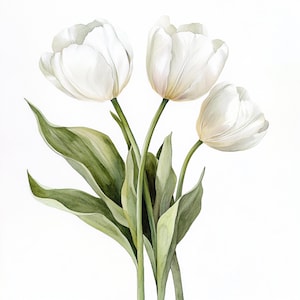 10 afdrukbare tulpenkunst, aquareltulpen, witte tulpen, botanische tulp, tulp wit ontwerp, witte lentebloem, bloemenillustraties