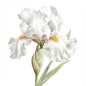 May include: A white iris flower with a yellow and brown center. The flower is in bloom and has a bud on the stem.