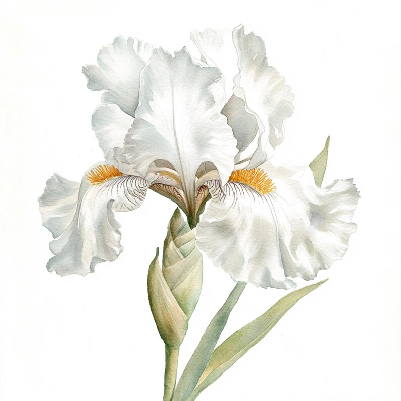 May include: A white iris flower with a yellow and brown center. The flower is in bloom and has a bud on the stem.