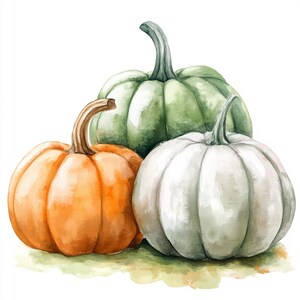 May include: A watercolour illustration of three pumpkins in orange, green, and white. The pumpkins are arranged together, with the orange pumpkin in front, the green pumpkin behind, and the white pumpkin in the middle.
