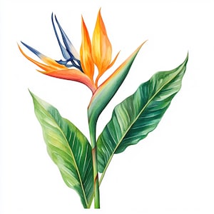 10 druckbare Strelitzie, orange Blume, Paradiesvogel Blumen Geschenk Kunst, Aquarell Clipart, Strelitzie, Gartenblume, Paradiesvogel