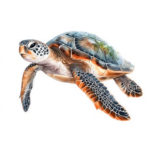 Peut inclure: Une peinture à l'aquarelle d'une tortue de mer verte nageant avec ses nageoires déployées. La tortue a une carapace brune et noire avec un motif vert et bleu.