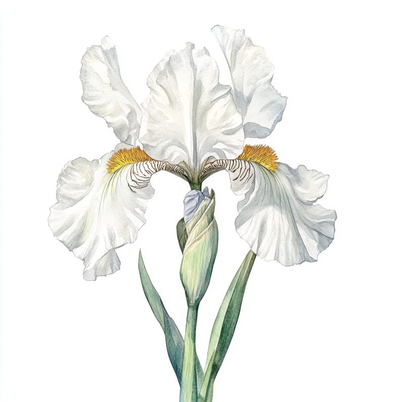 May include: A white iris flower with yellow and brown markings on the petals. The flower is in bloom and has a green stem and leaves.
